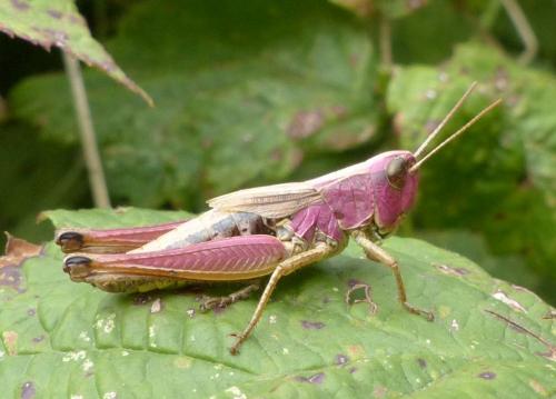 Réf. 238 734 : Pseudochorthippus parallelus